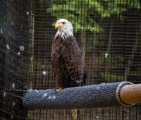 Bald Eagle sitting on carpeted perch in Bald Eagle Exhibit.